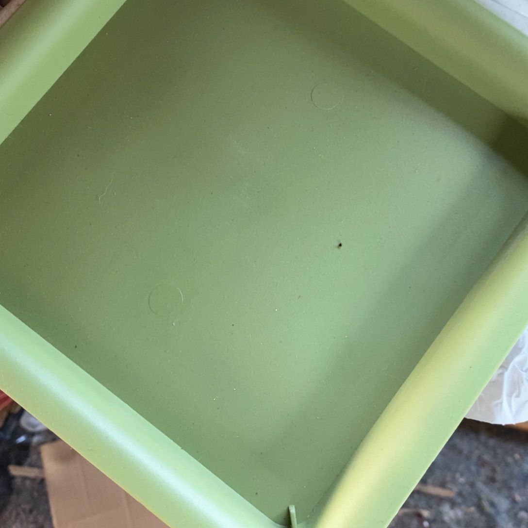 不***猫5个26口果绿方托