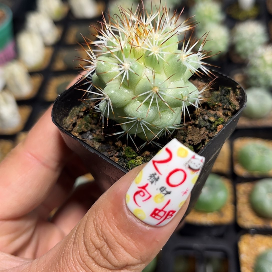 单头蓬莱宫单头发货有根发货