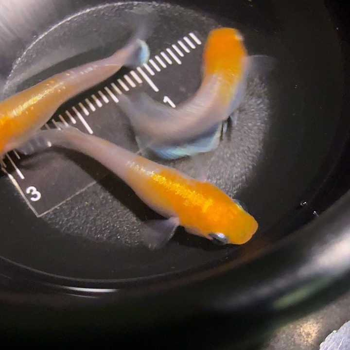 青鳉鱼一物一拍593