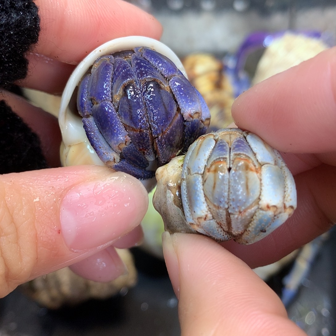 2/只奔跑的寄居蟹17号