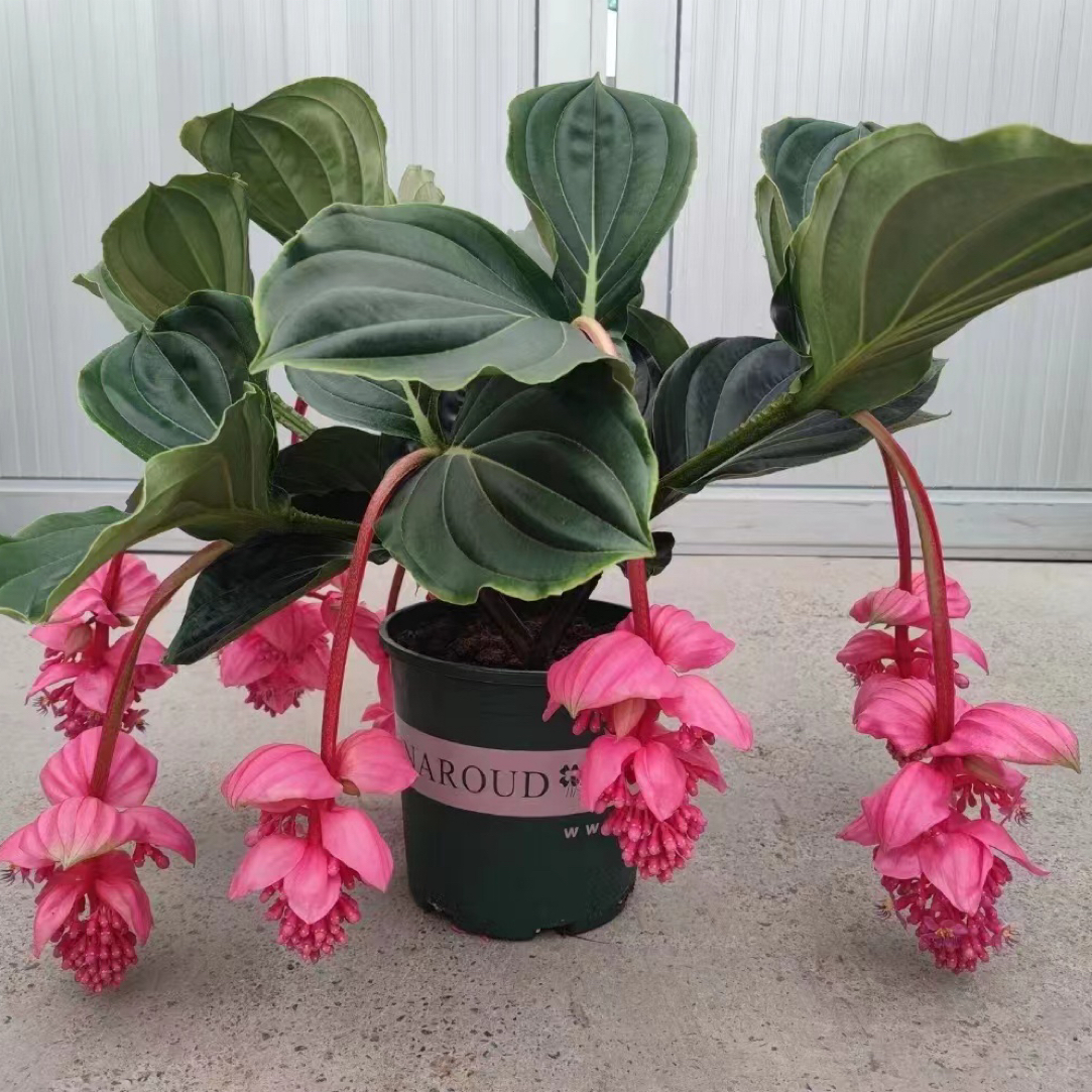 宝莲灯木本绿植室内大花