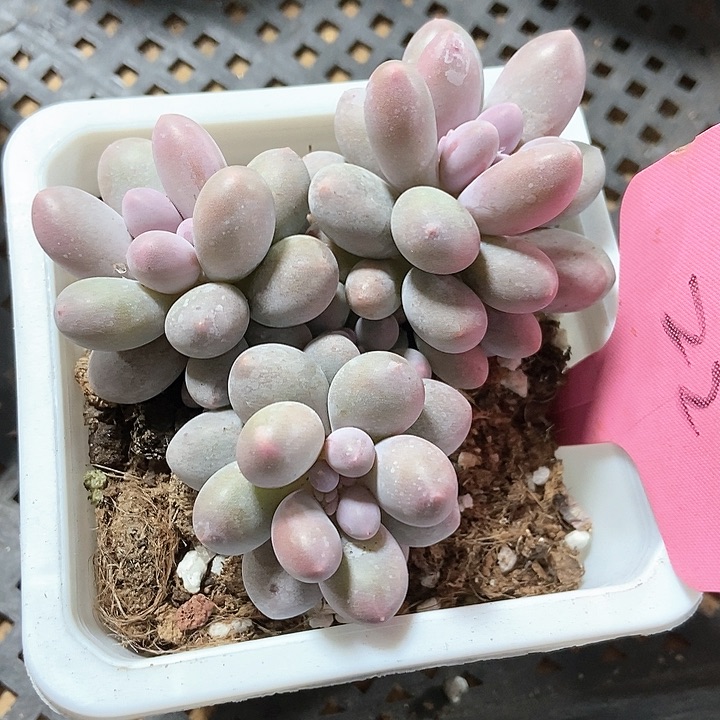 多肉汤圆群22多肉