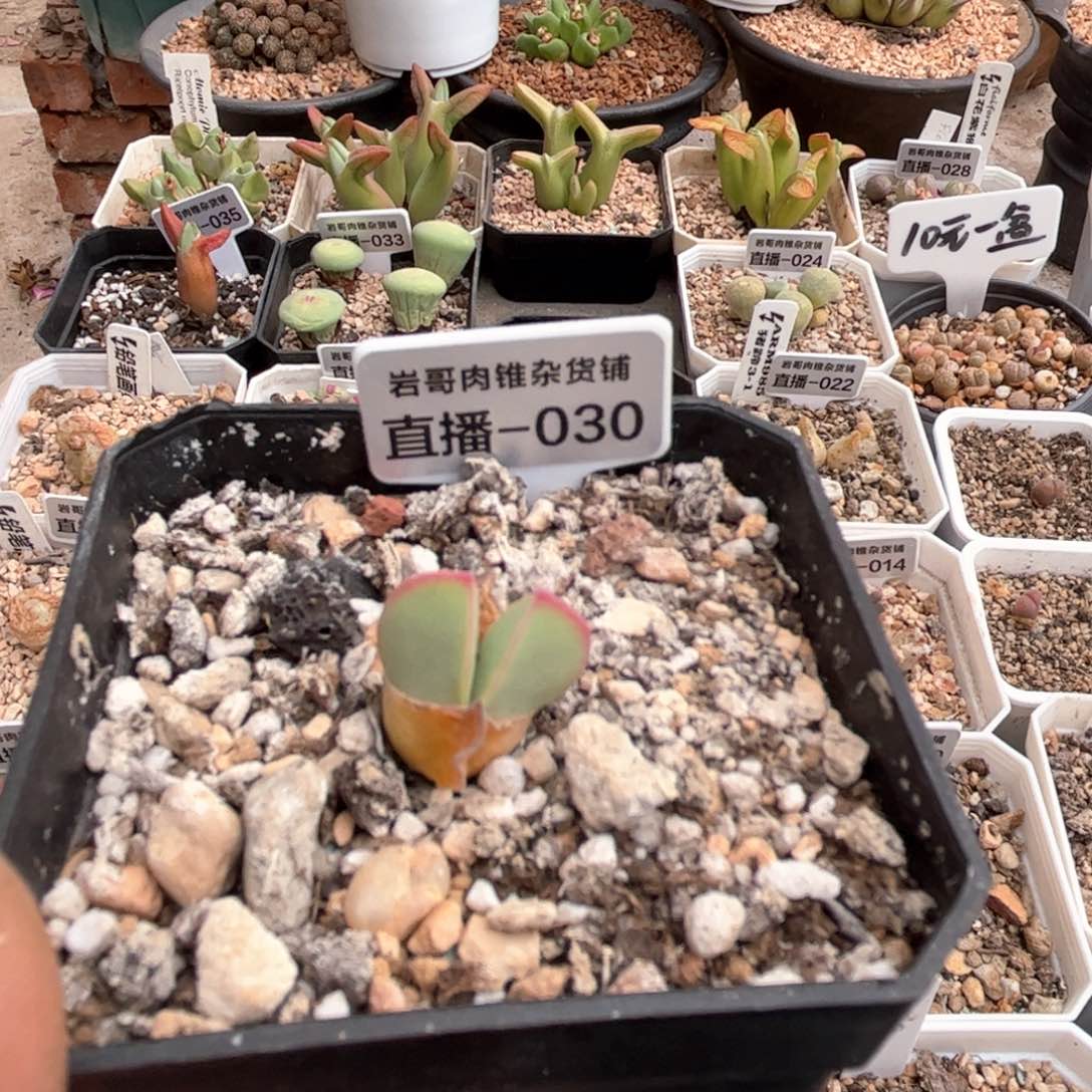 梅萨种源大型肉锥翼