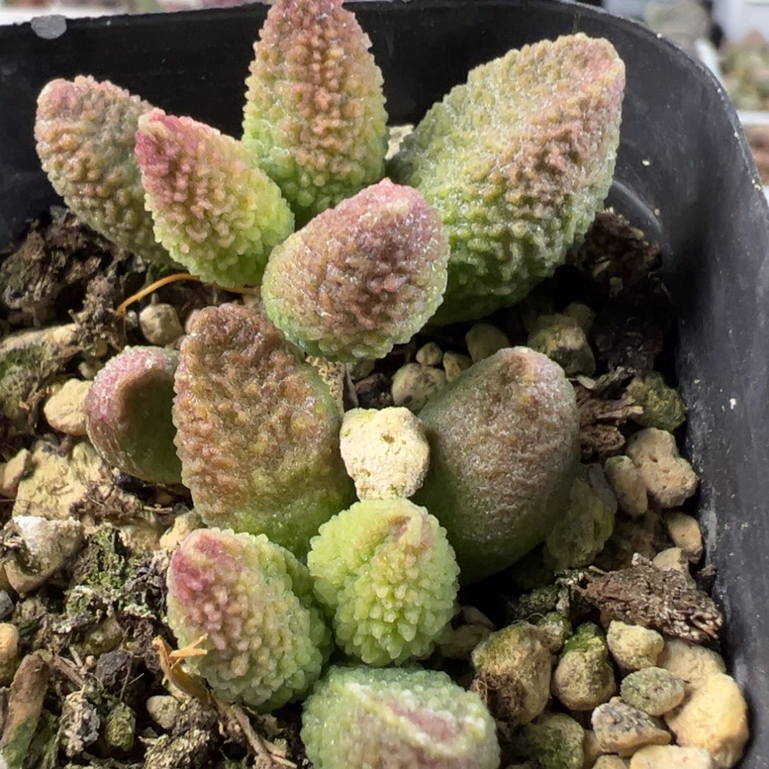 实生绿色系多头纯木质桩多肉