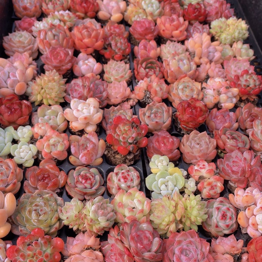 量拍71号 精品小可爱组合20个