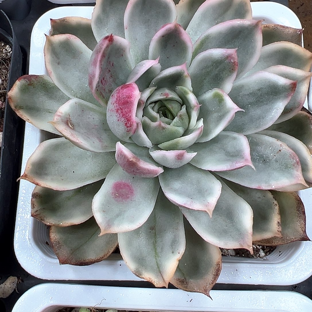 水晶恋人锦 小方花圃一物一拍