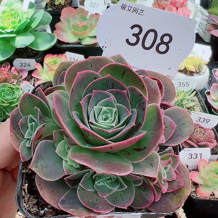 308紫玉手捧群。          