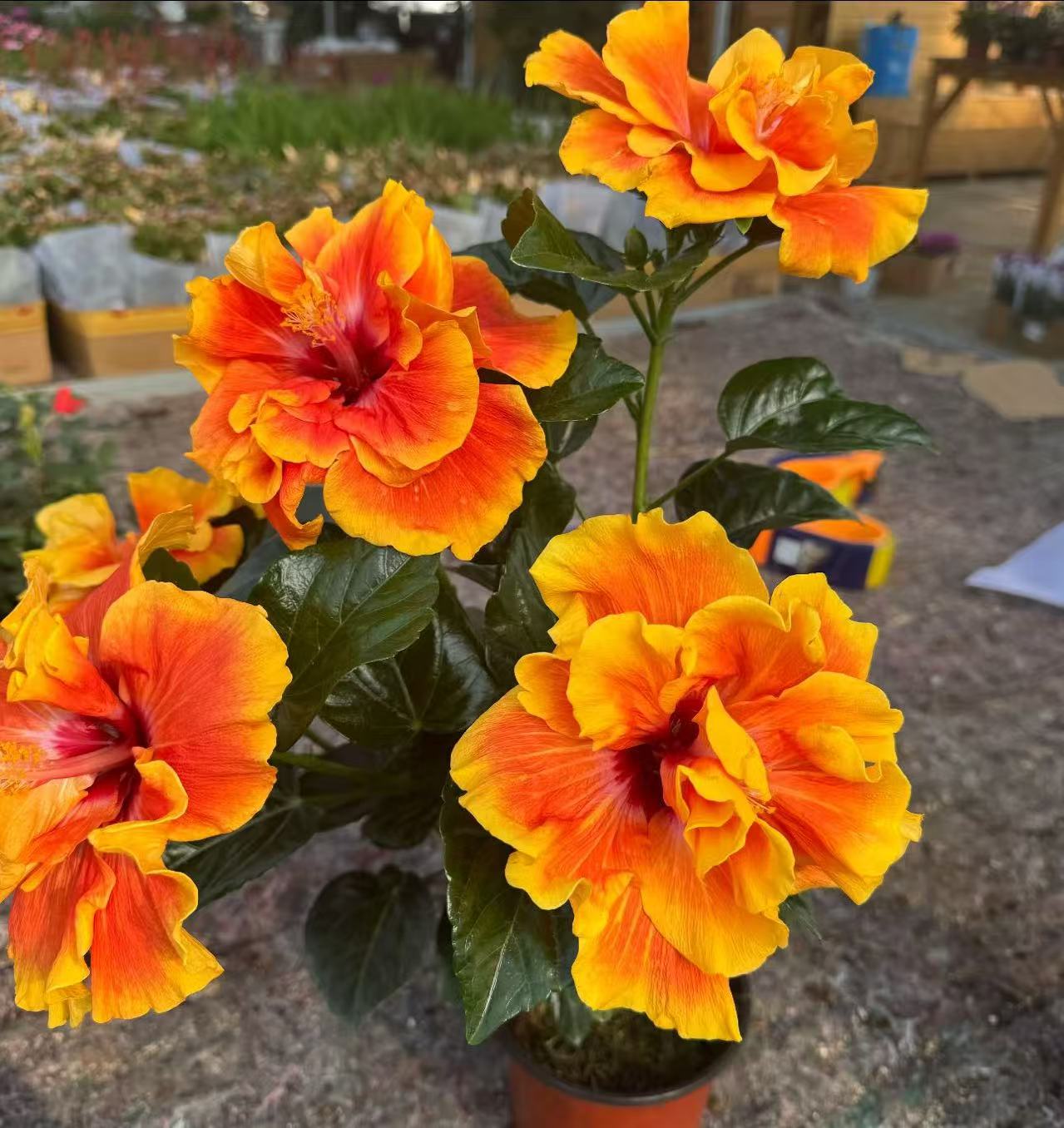 【李先生】（阿波罗）重瓣丹麦木槿盆栽四季开花好养带花苞发货