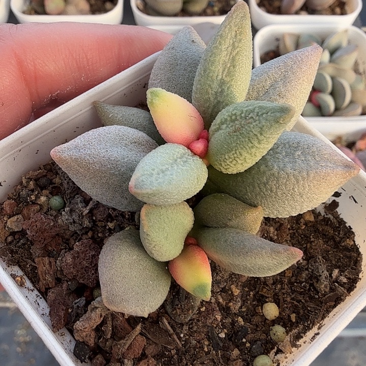 1水泡多肉植物明照