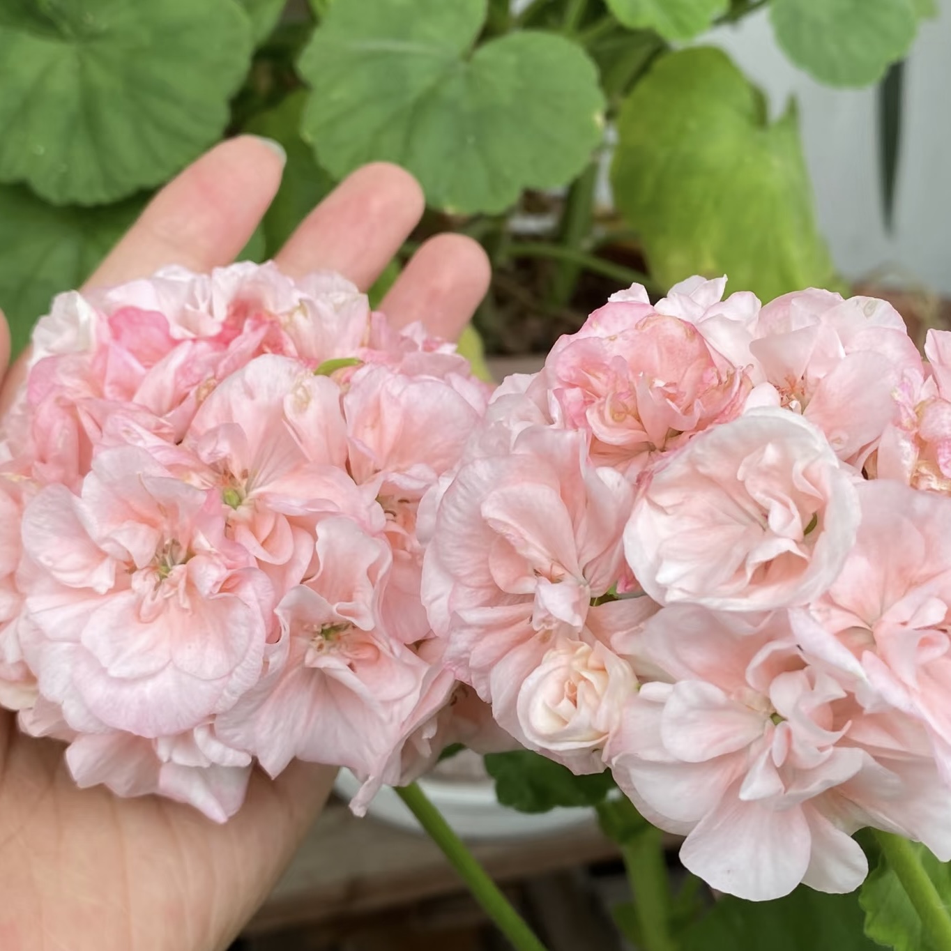 天竺葵【丹麦女王】花卉盆栽室内室外客厅阳台（不拍保温 不包冻损）