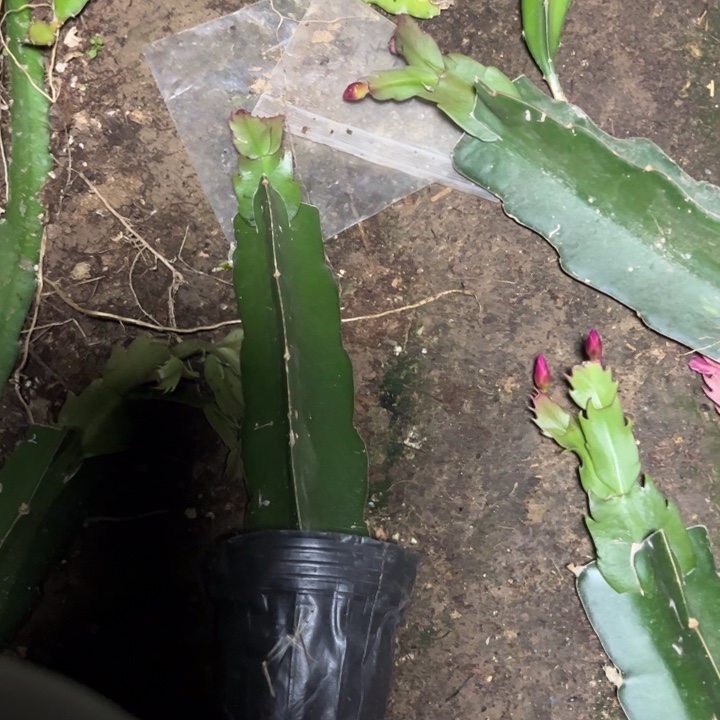 荣***娘 072嫁接瑕疵小苗一颗35