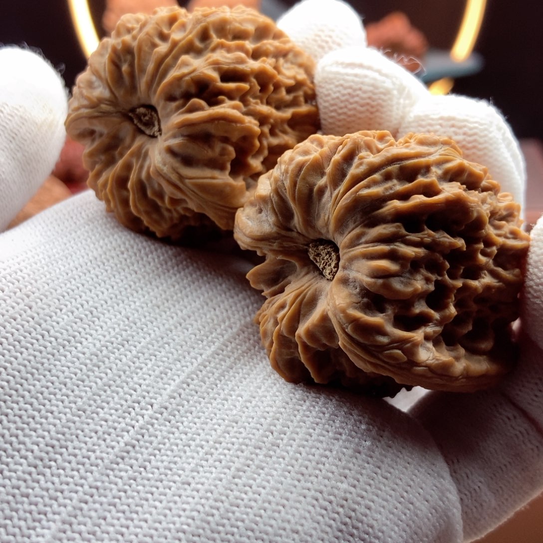 文玩核桃把件龙龟卷儿将大凹38.1.39.6克