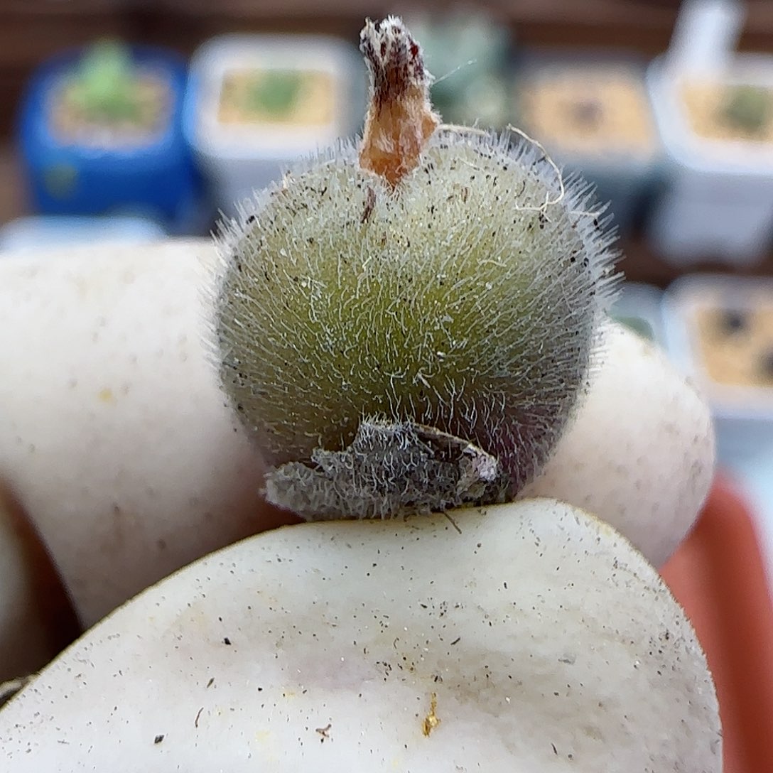 424大型紫毛球福利