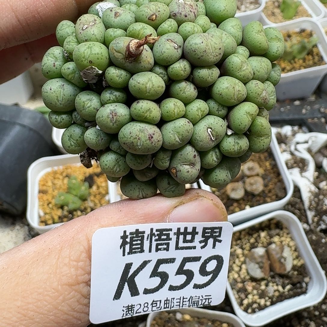 多肉植物的润泽gbn