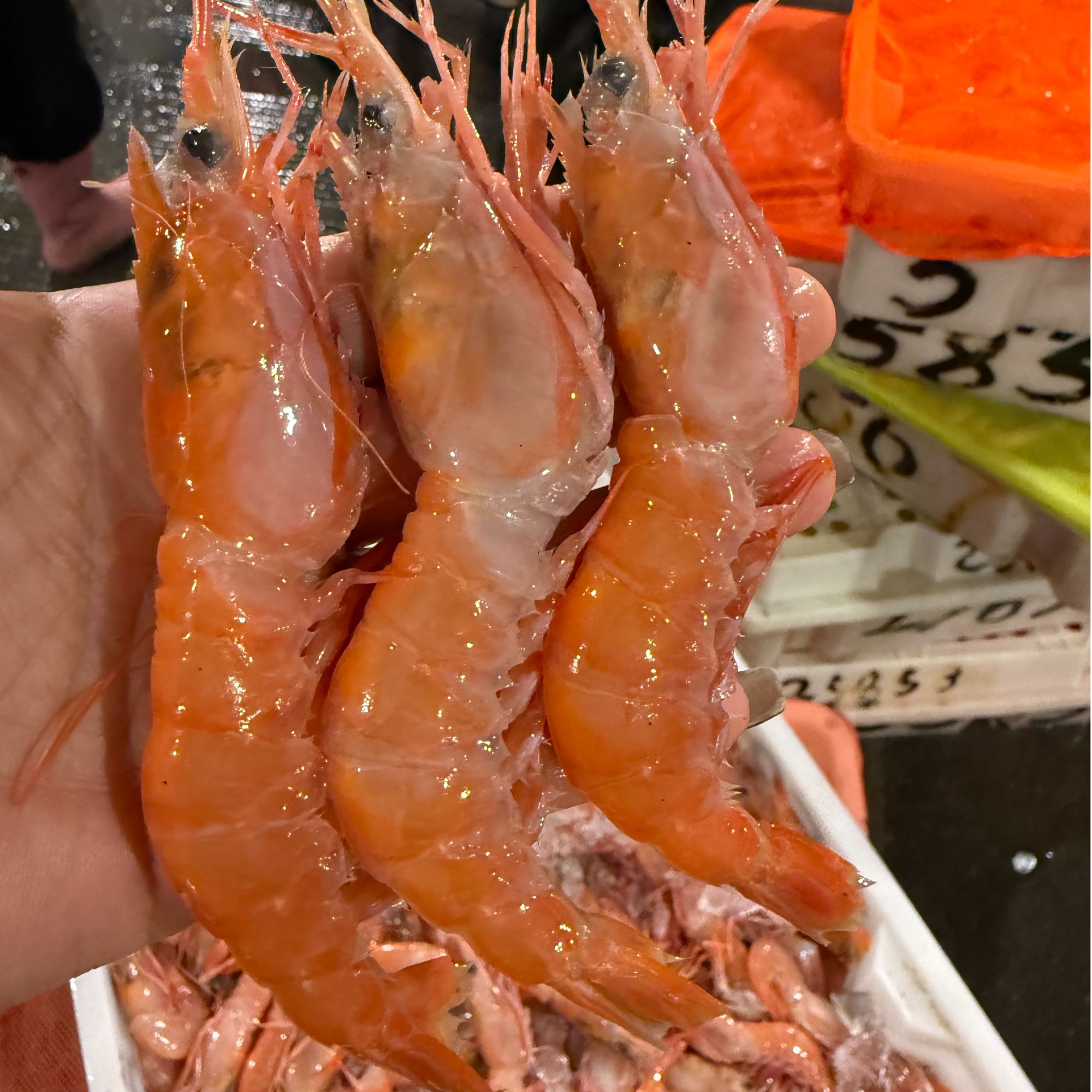 东海本地纯野生红虾大号红绿头虾3斤中华管鞭虾顺丰包邮