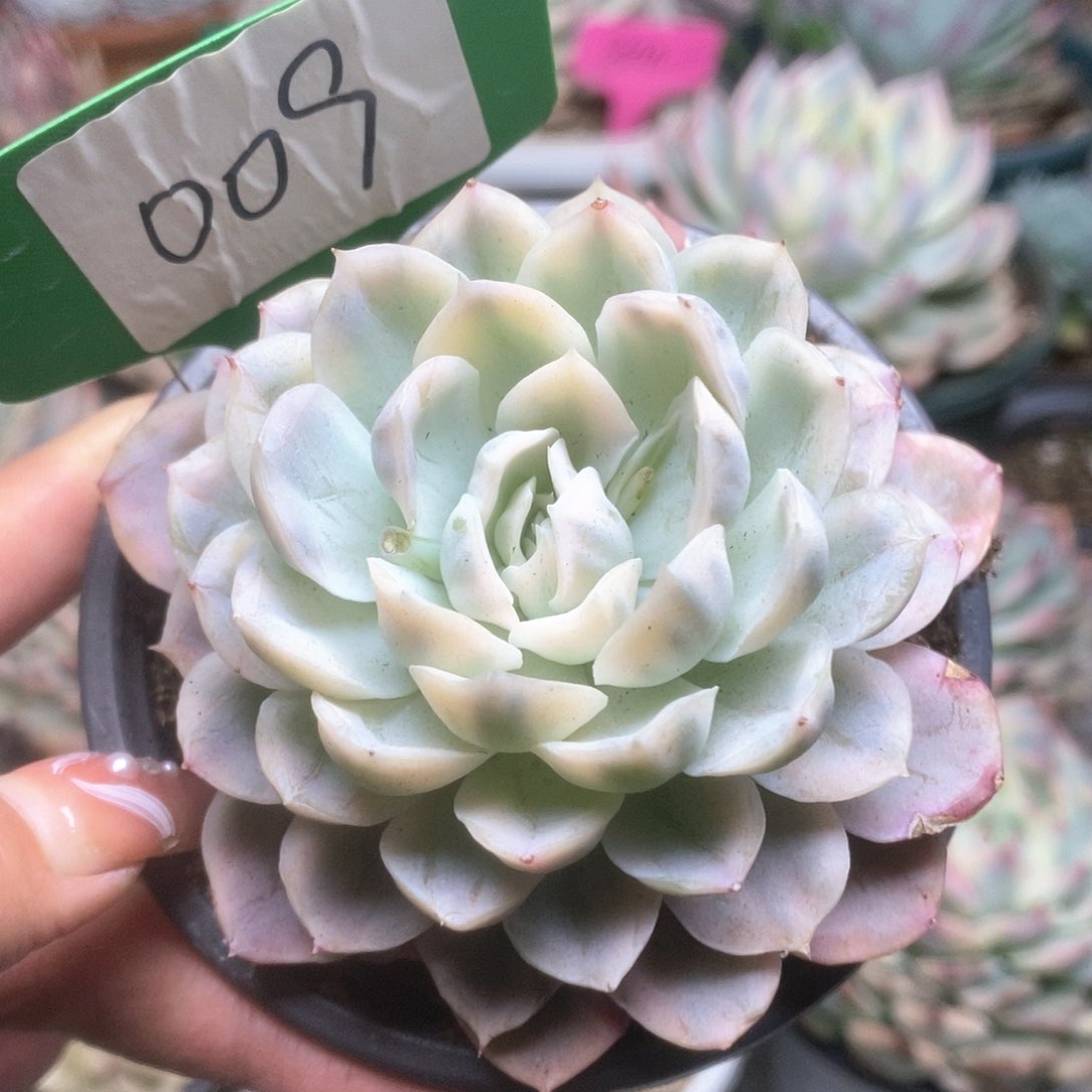 009雪球锦锦锦锦锦锦