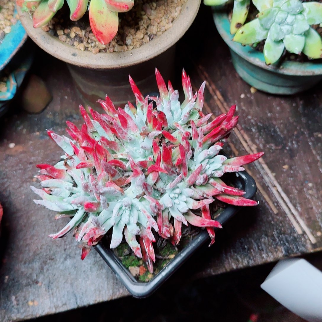 糊***涂8698刘丹白毫杂交多肉