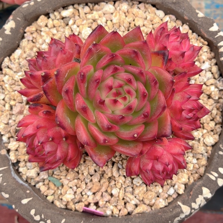 多肉植物 查理斯托-4