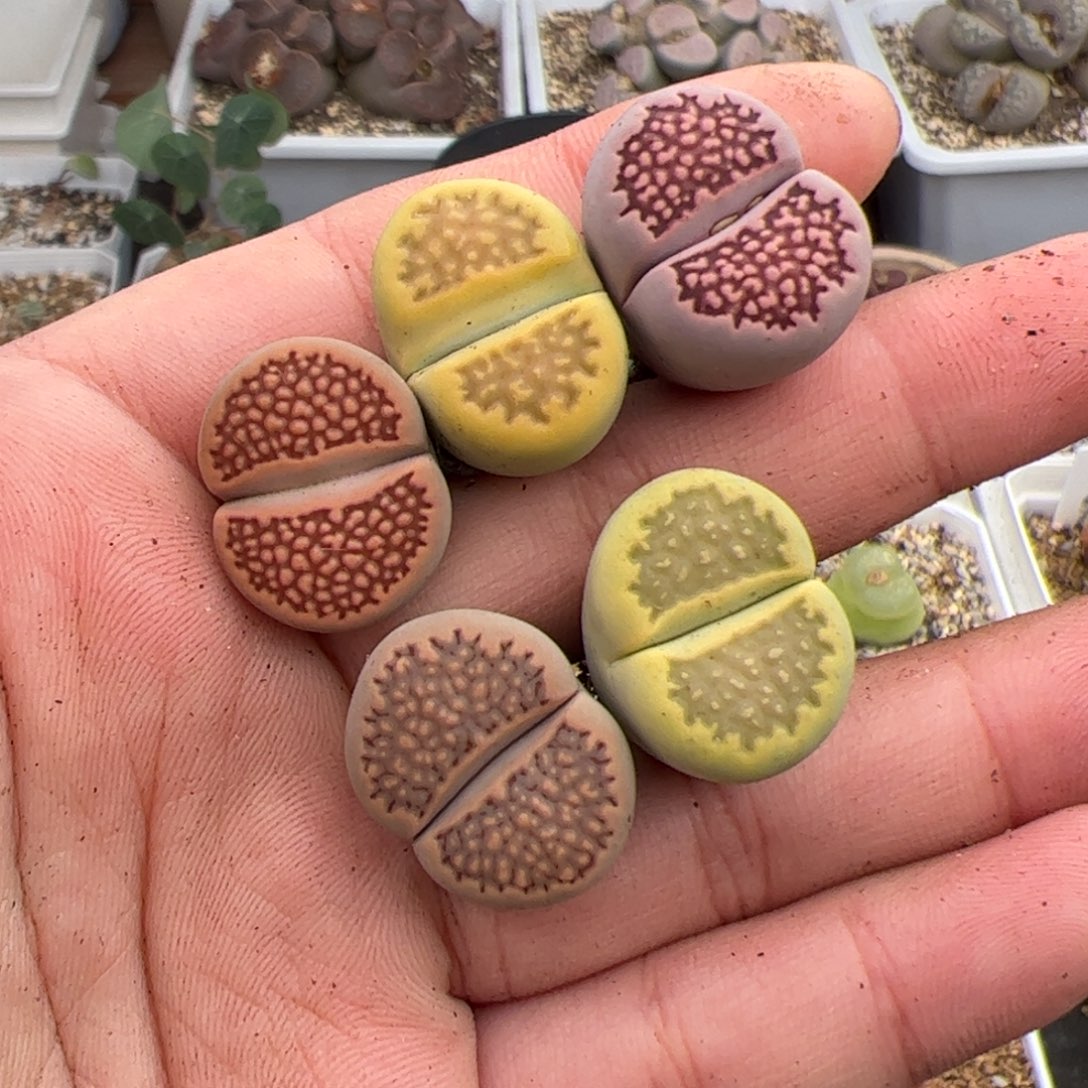 0655号巴里5颗 多肉植物