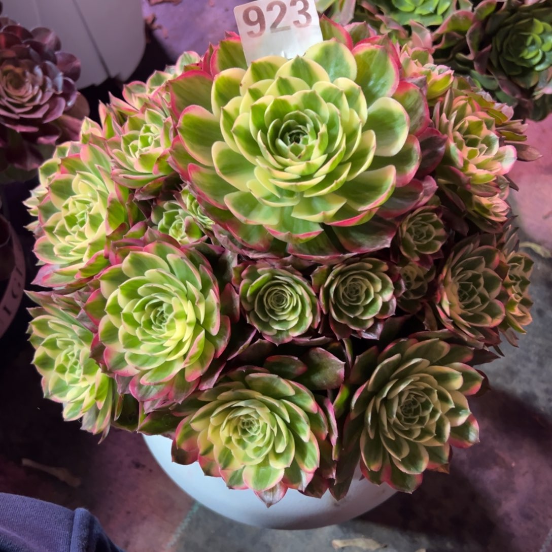 923海王法师多肉植物