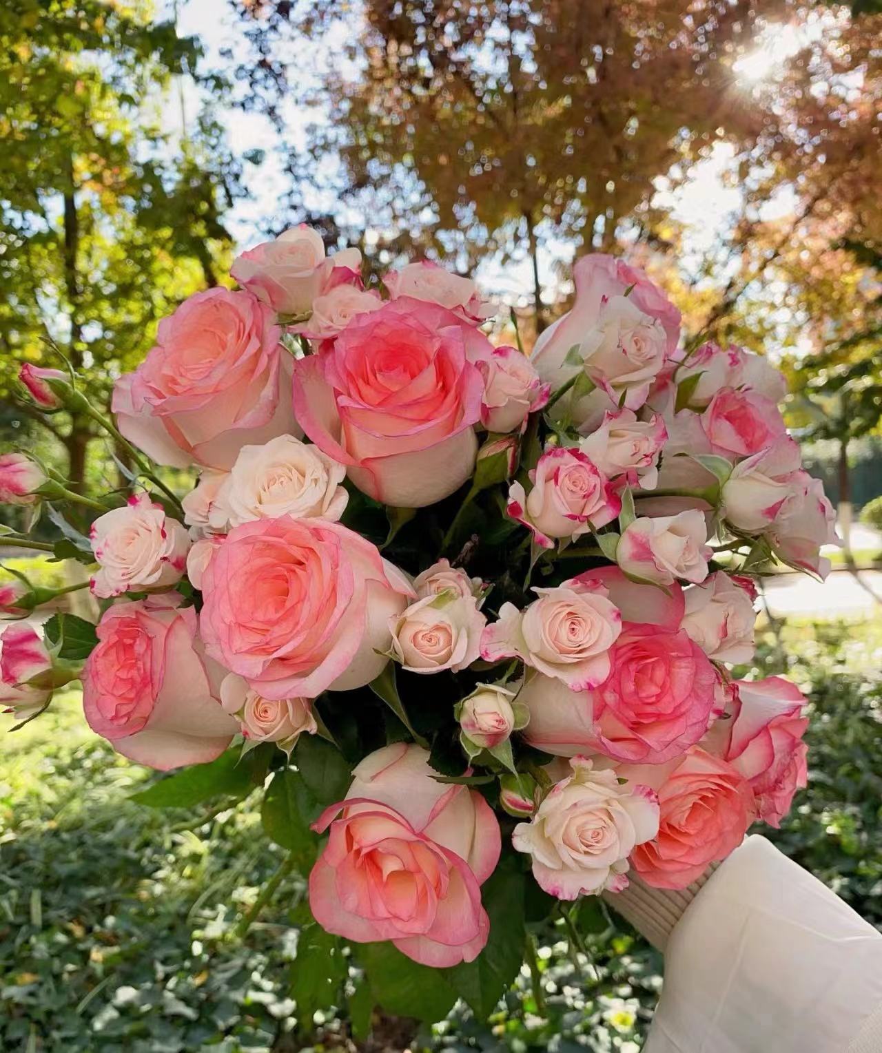 【年宵纳福】新年福利4：艾莎+香槟+折射+相思梅+腊梅+配草