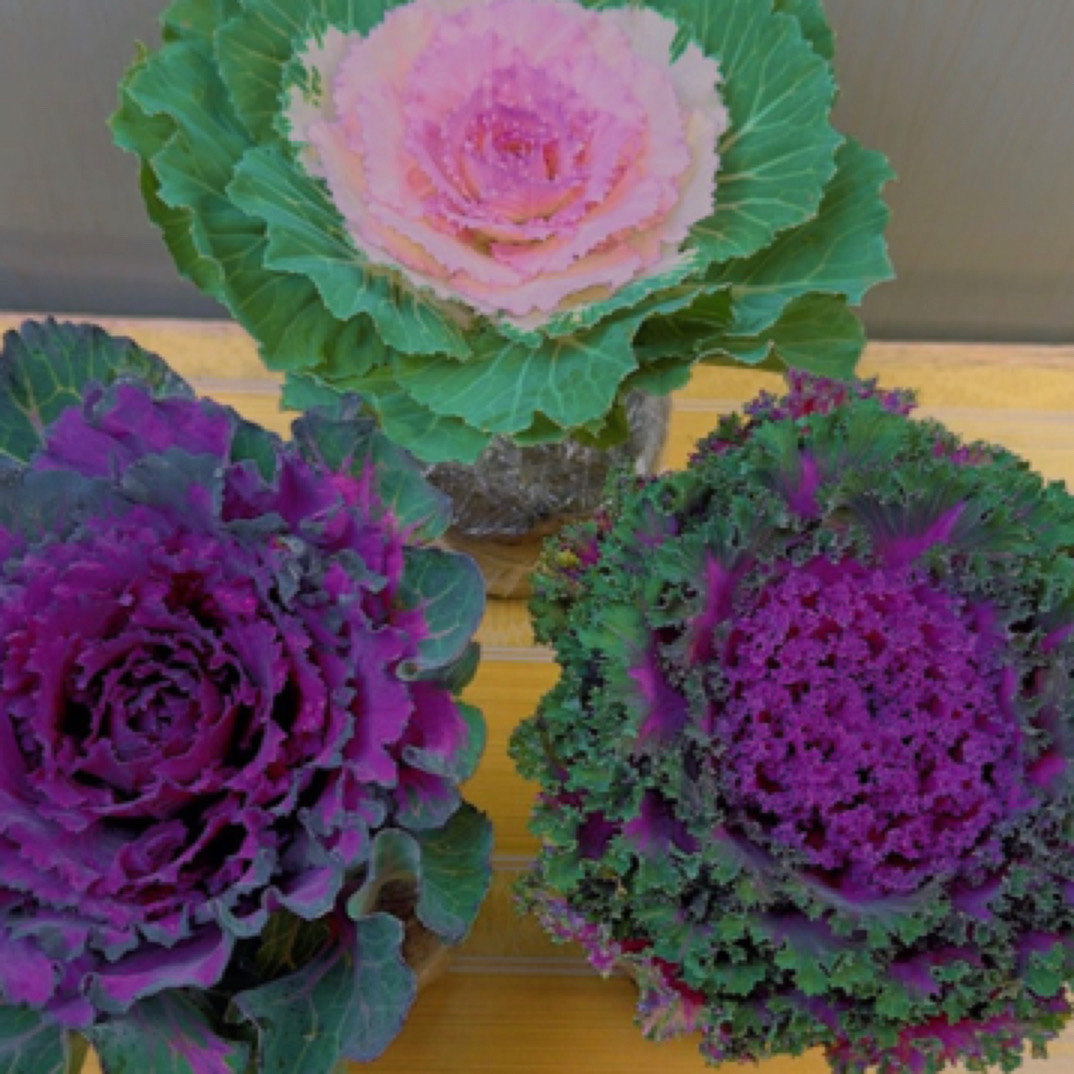 （拍一发四颗）耐寒好种好养的羽衣甘蓝非常好养！