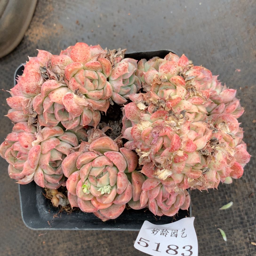 5183杂交精品基地12厘米