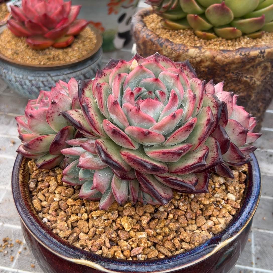 从前慢多肉精选编号0209.101