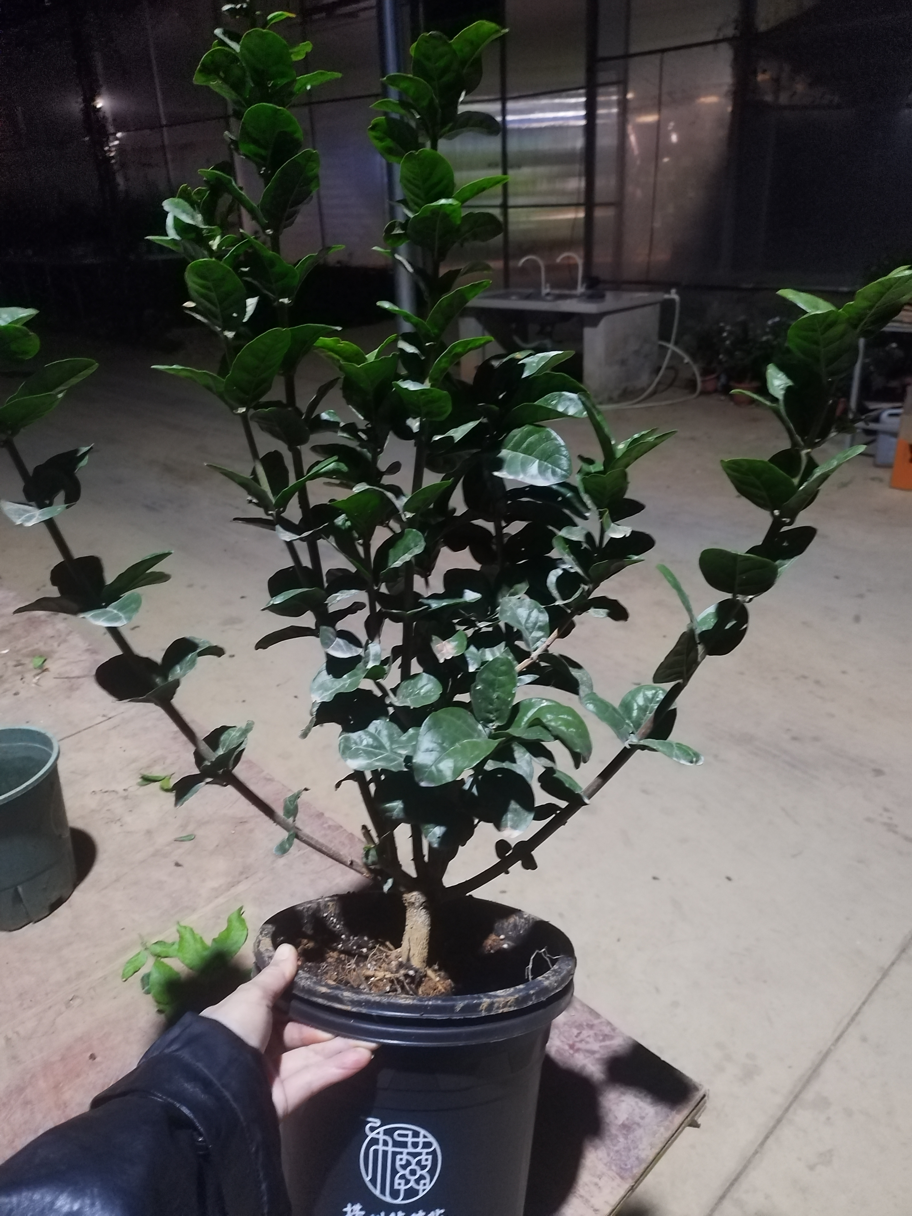 虎头茉莉盆里盆栽