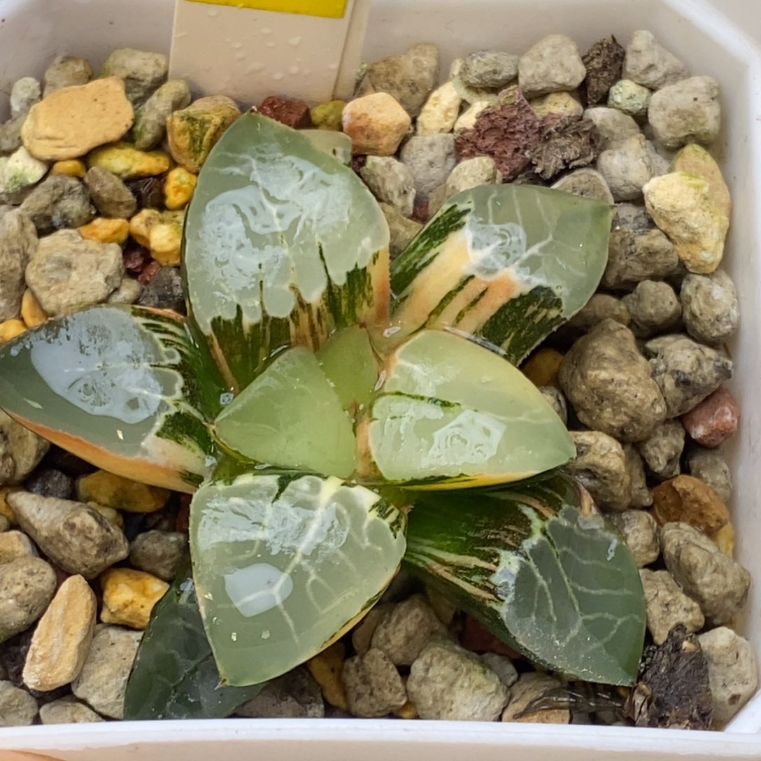 628号火凤凰克锦多肉