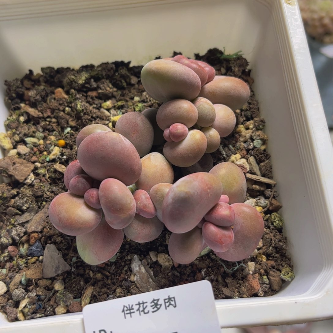 芒果奶175/10c m