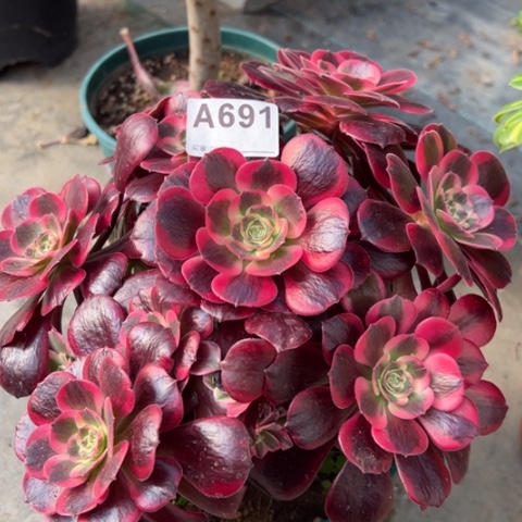 691凤冠25厘米左右