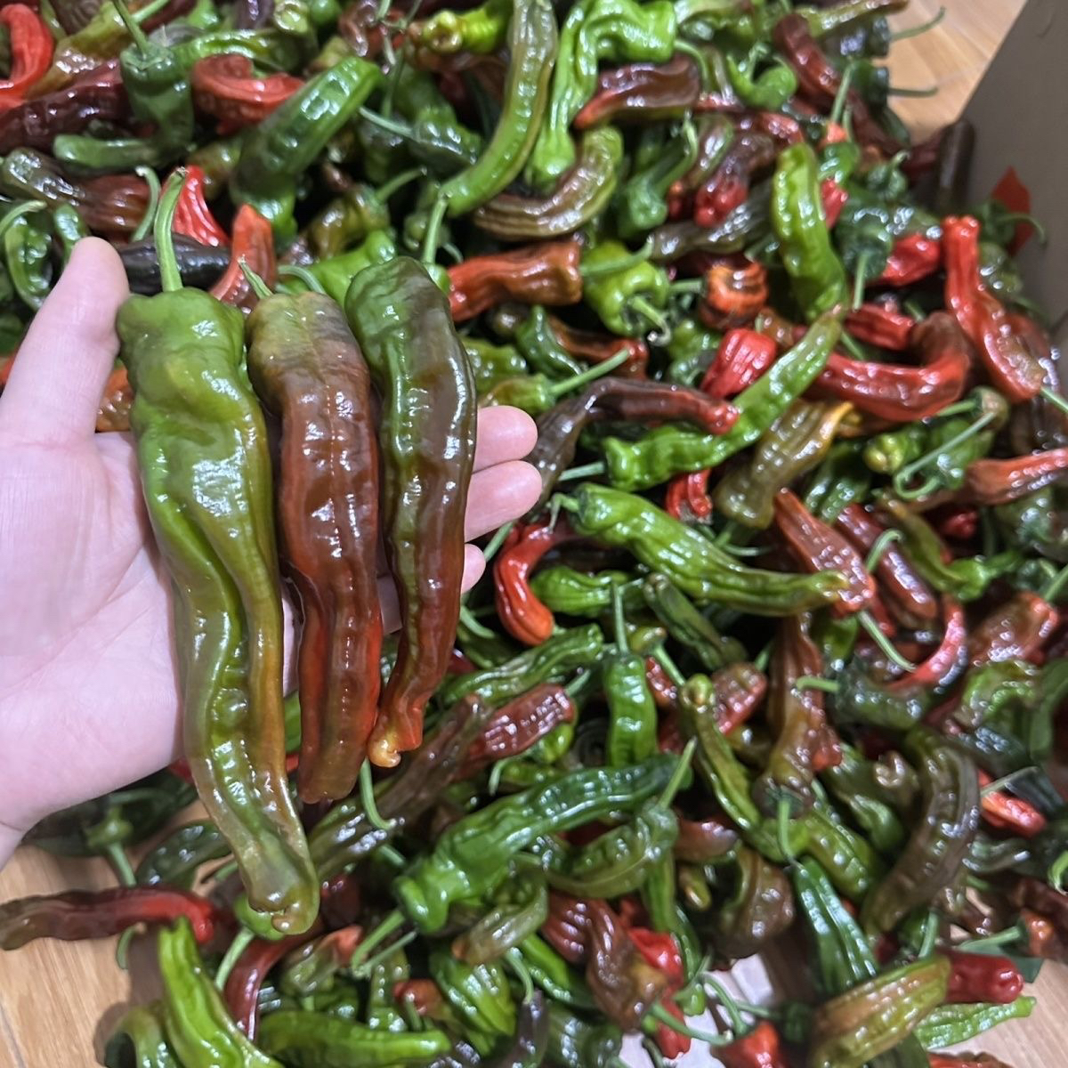 （顺丰包邮）特辣紫皱皮辣椒新鲜薄皮超辣小皱皮农家自种蔬菜螺丝椒