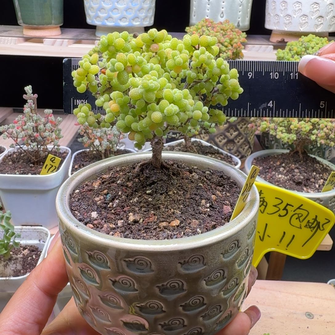 a235号金桔冠服8厘米左右带盆发