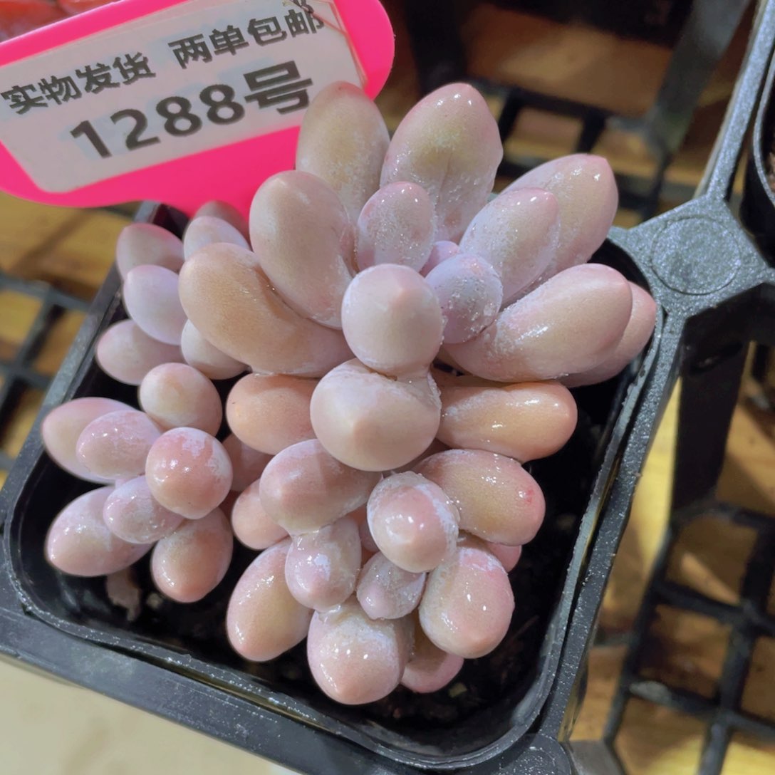 1288号 可可奶酪多头群