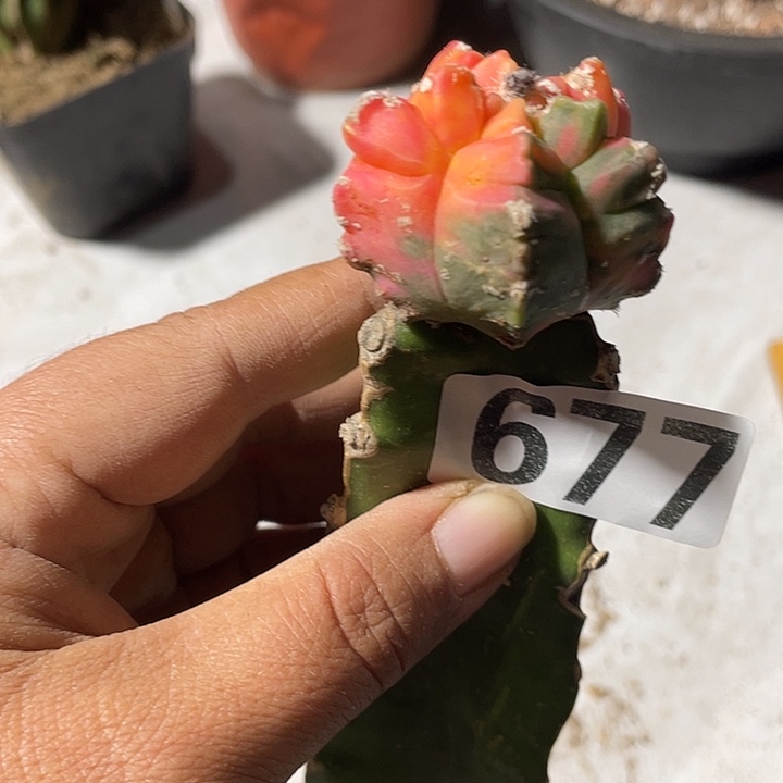 三角嫁接677号栾景