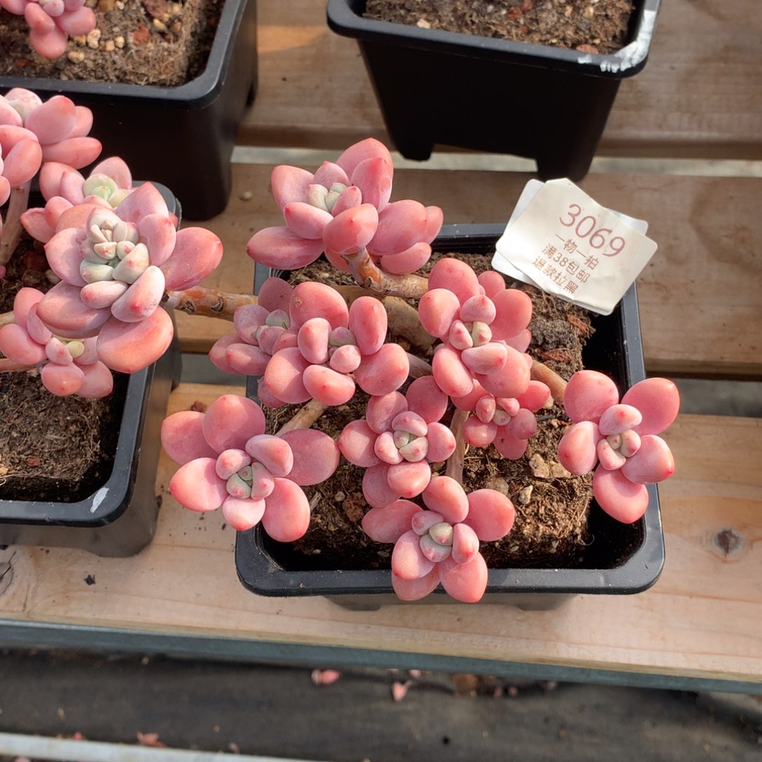 14厘米13头香水洛神多肉3069