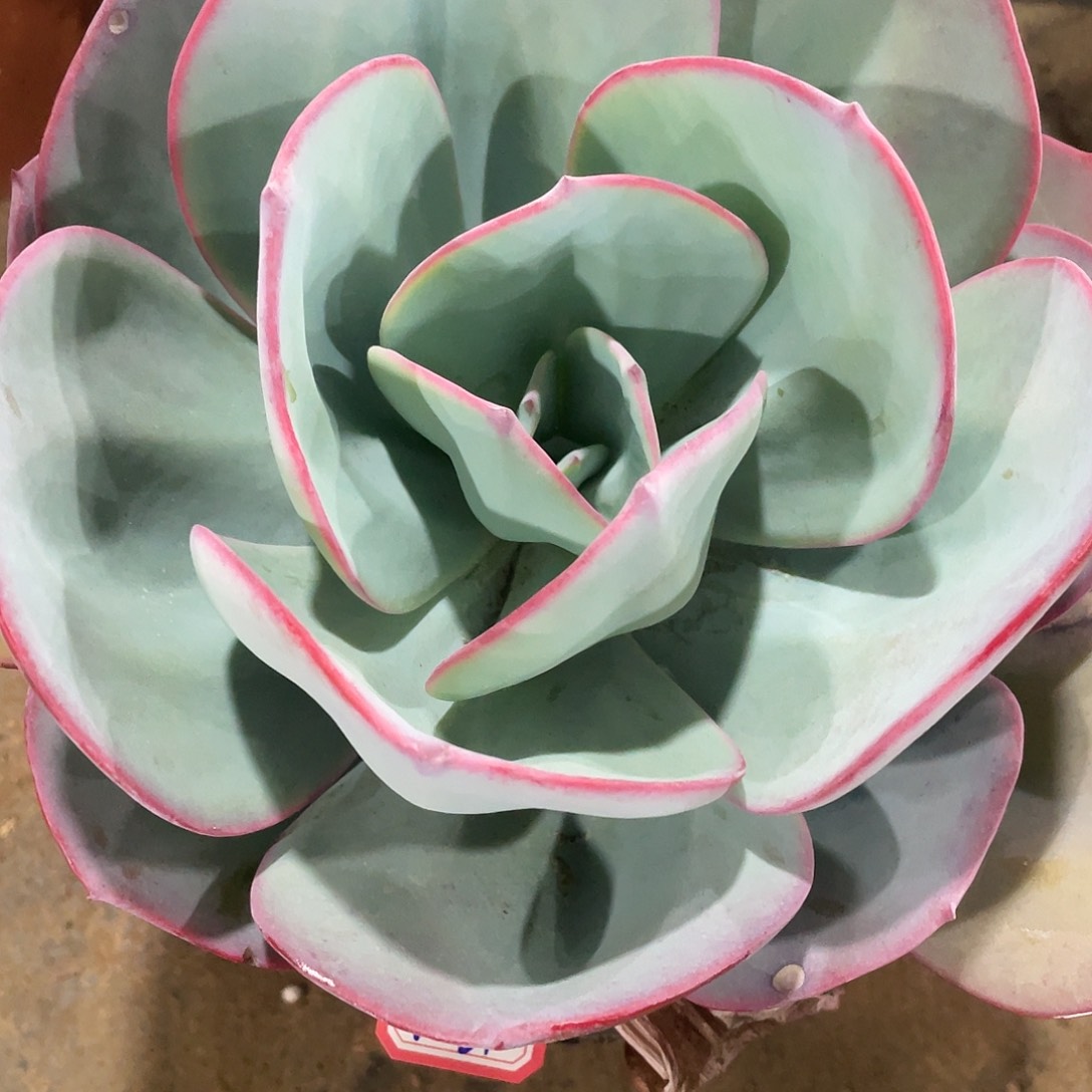 布鲁克林的蓝1031 晓晓一物一拍