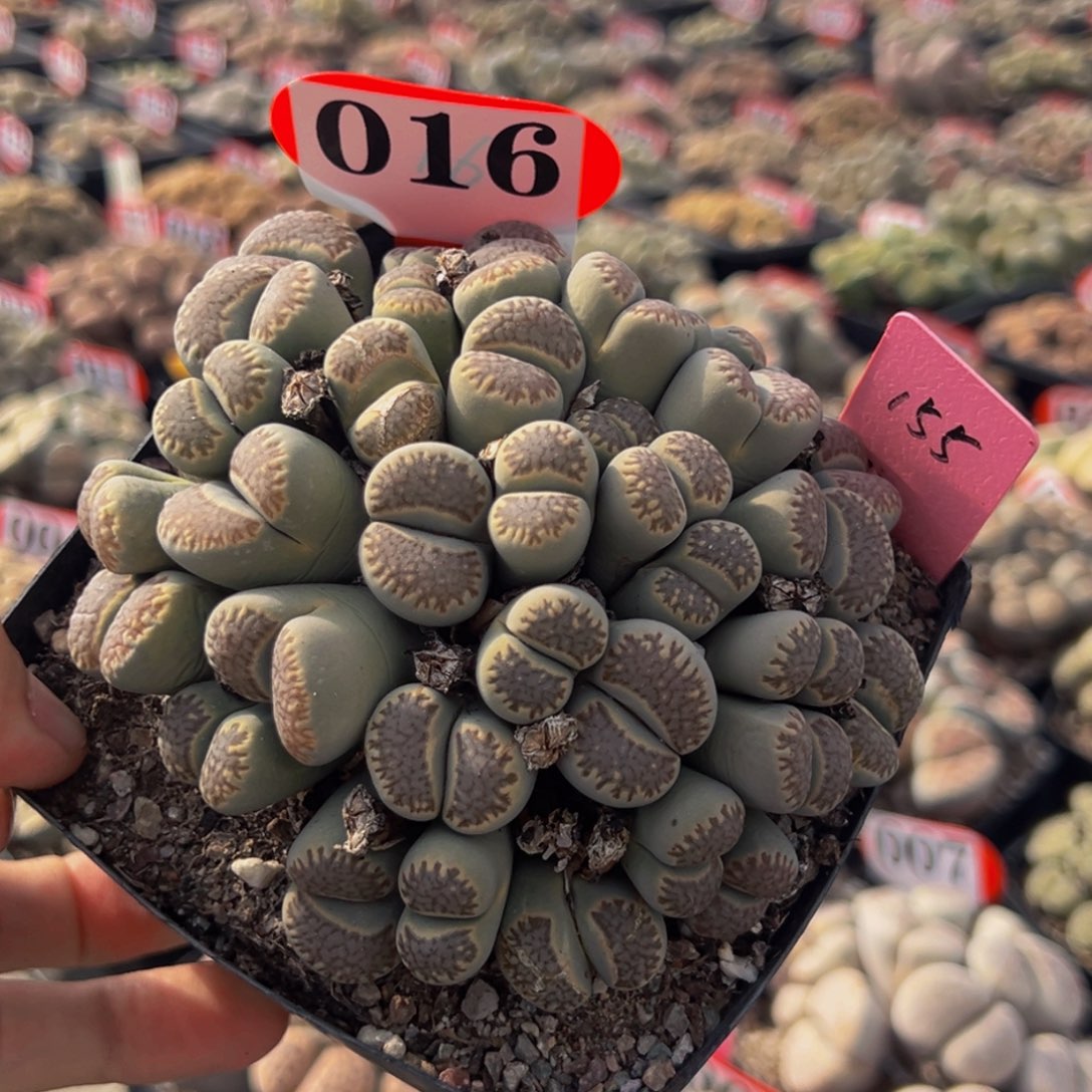 016. 生石花大群生大群生