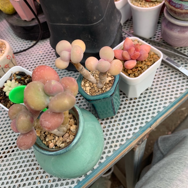 芒果蛋黄芒星一物一拍