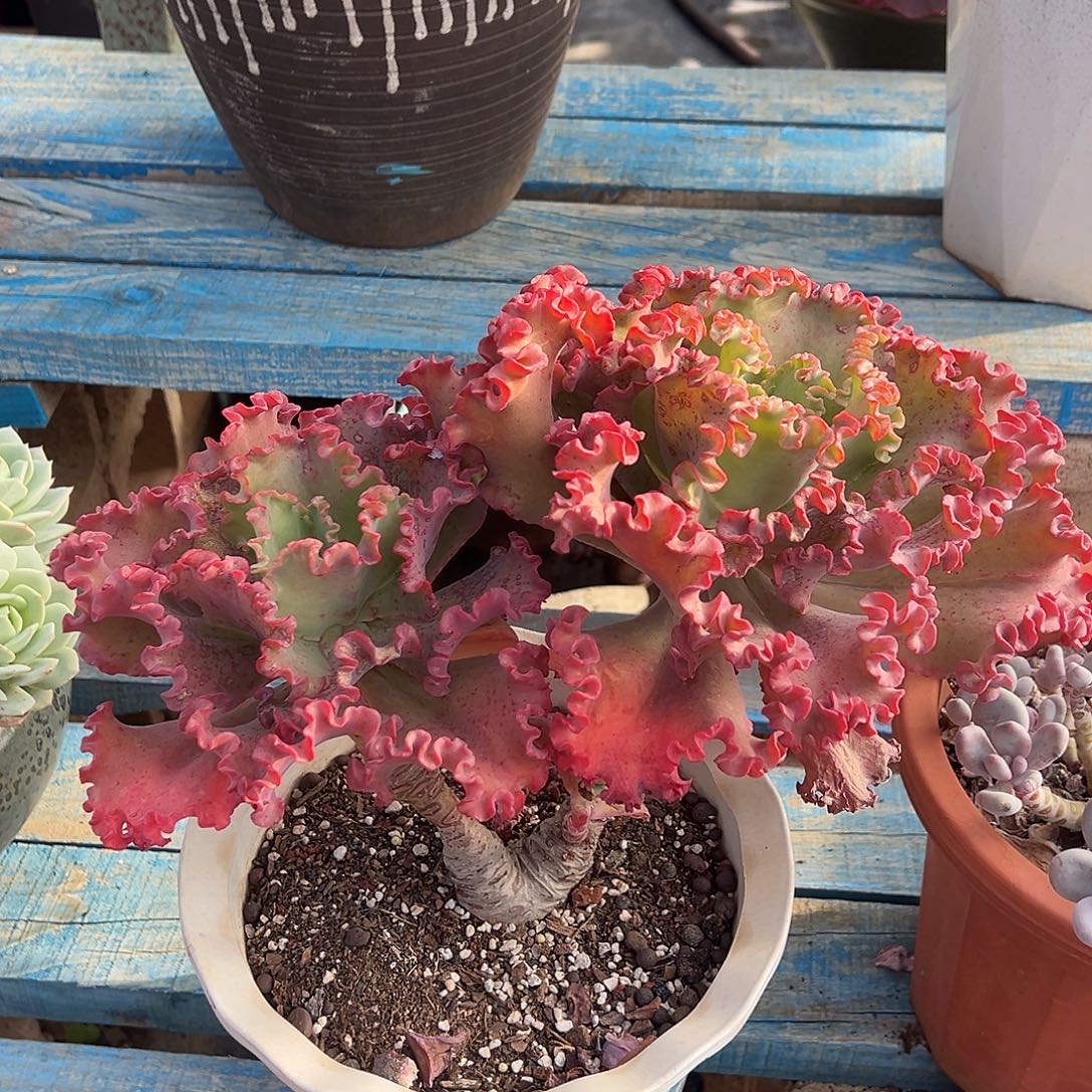 女王花笠裸根发货