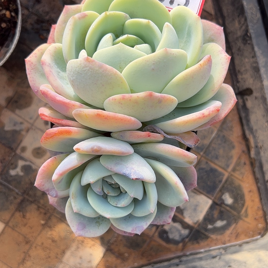 315号凤橙，一物一拍