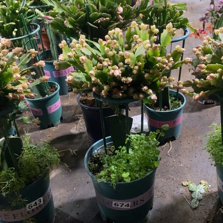 大部分花苞少量开放674嫁接028