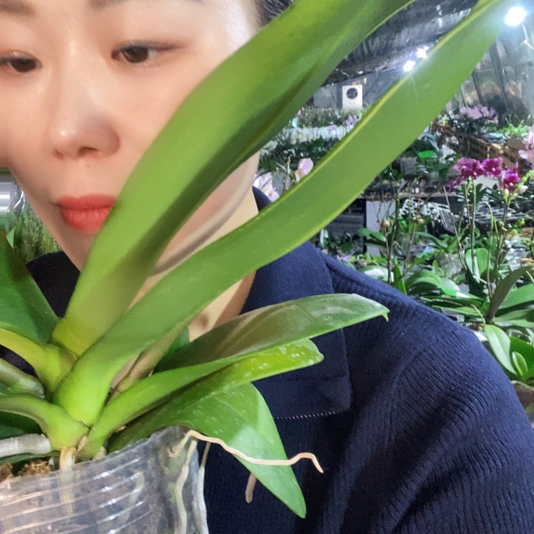 无花朵金边吉祥蝴蝶兰