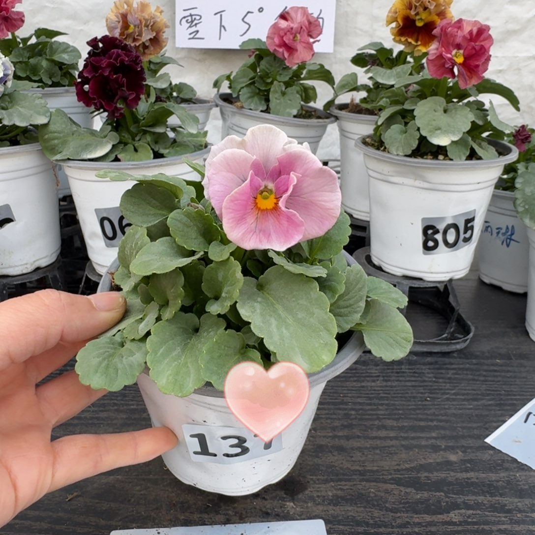 全部花朵l***u137号天使花束