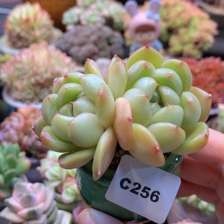 一物一拍含盆土满38包邮C256