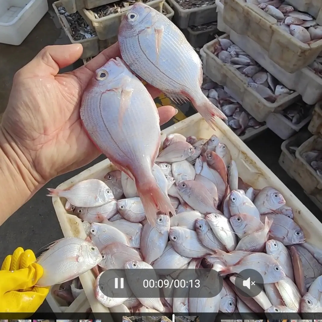 北海新鲜海捕红腊鱼顺丰冷链急冻空运不包邮新鲜直发