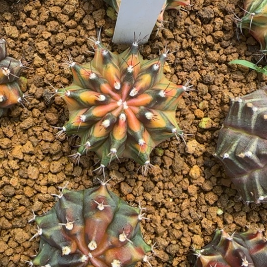 297-0123泰国发货多肉