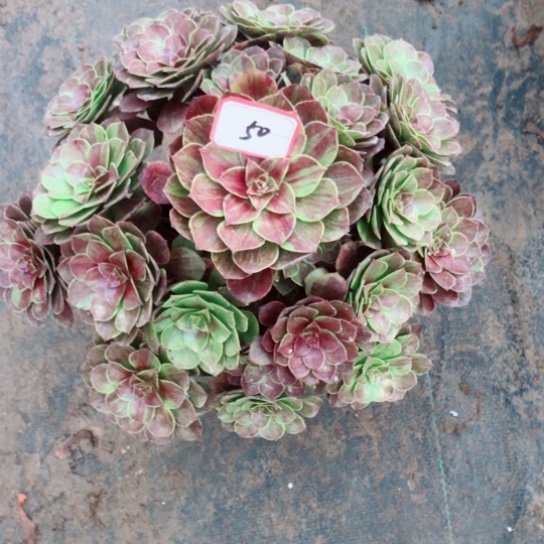 朴****无花朵花月夜法师多肉植物50号