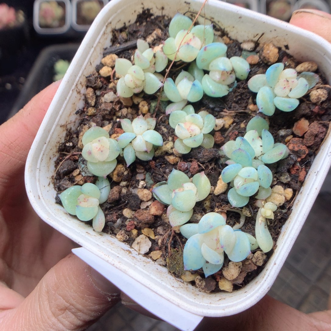 无花朵Q154 泼天yyyyy